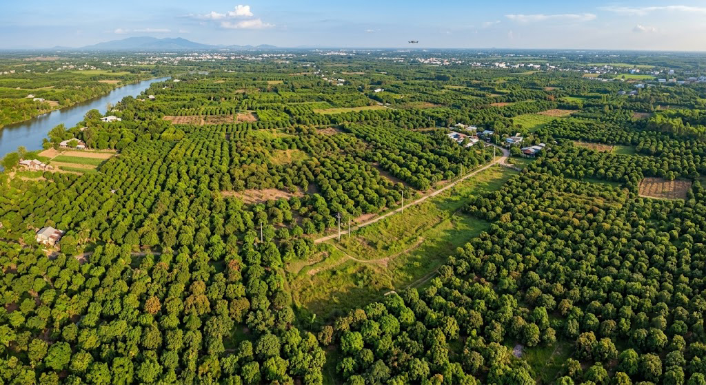 Toàn cảnh vườn cây ăn trái tại xã Bình Minh, huyện Trảng Bom, Đồng Nai nhìn từ trên cao bằng flycam, thể hiện các thửa đất nông nghiệp tiếp giáp nhau chưa có mốc ranh rõ ràng