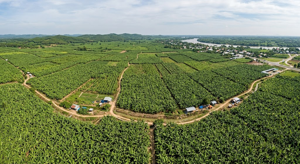 Toàn cảnh vùng trồng chuối xã Thanh Bình huyện Trảng Bom Đồng Nai nhìn từ trên cao – các thửa đất canh tác không có bờ rào phân định rõ ràng, ranh giới mờ giữa các hộ liền kề